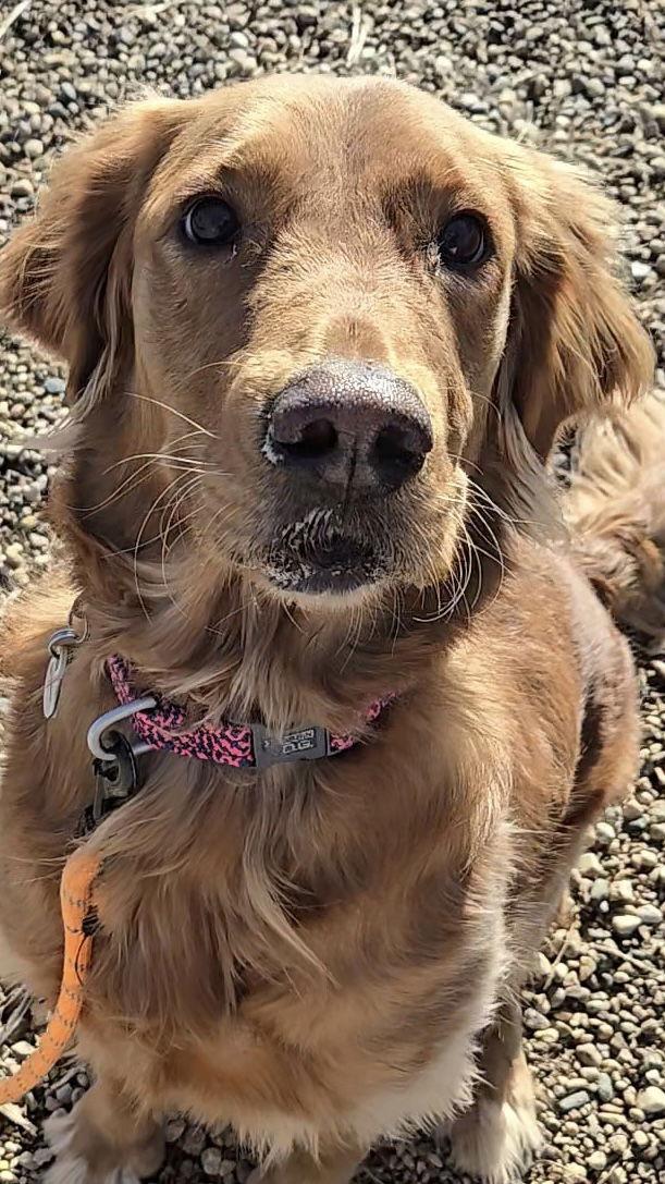 Willow, Adopted, Adult Female Golden Retriever.