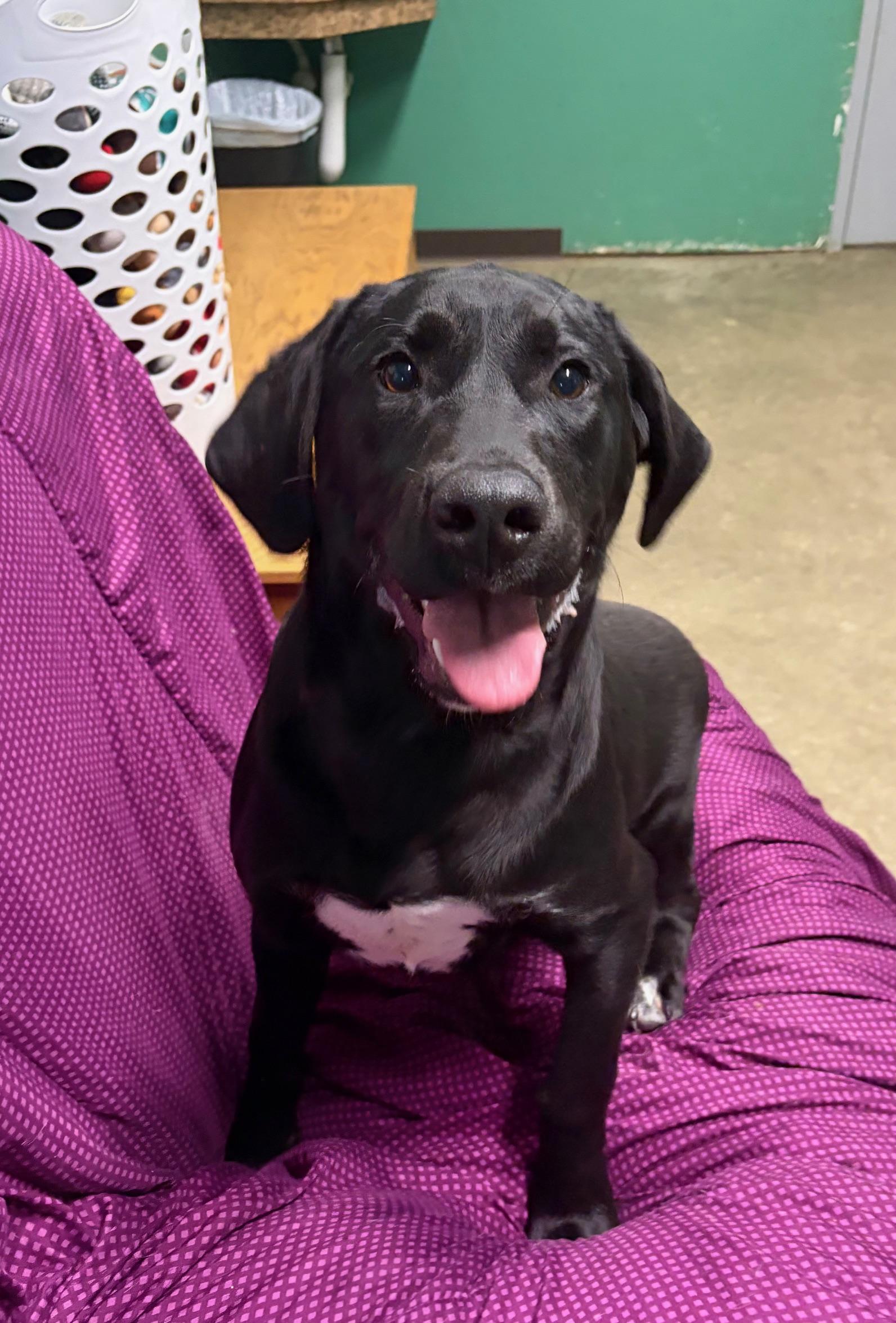 Odin, an adopted mixed breed in Seneca, PA image 1/2