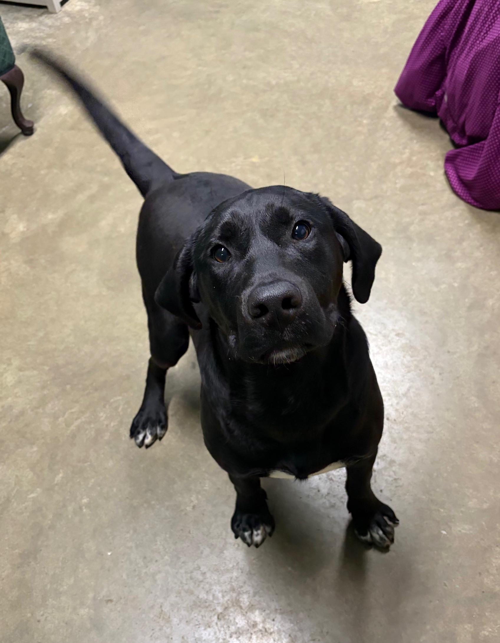 Odin, an adopted mixed breed in Seneca, PA image 2/2