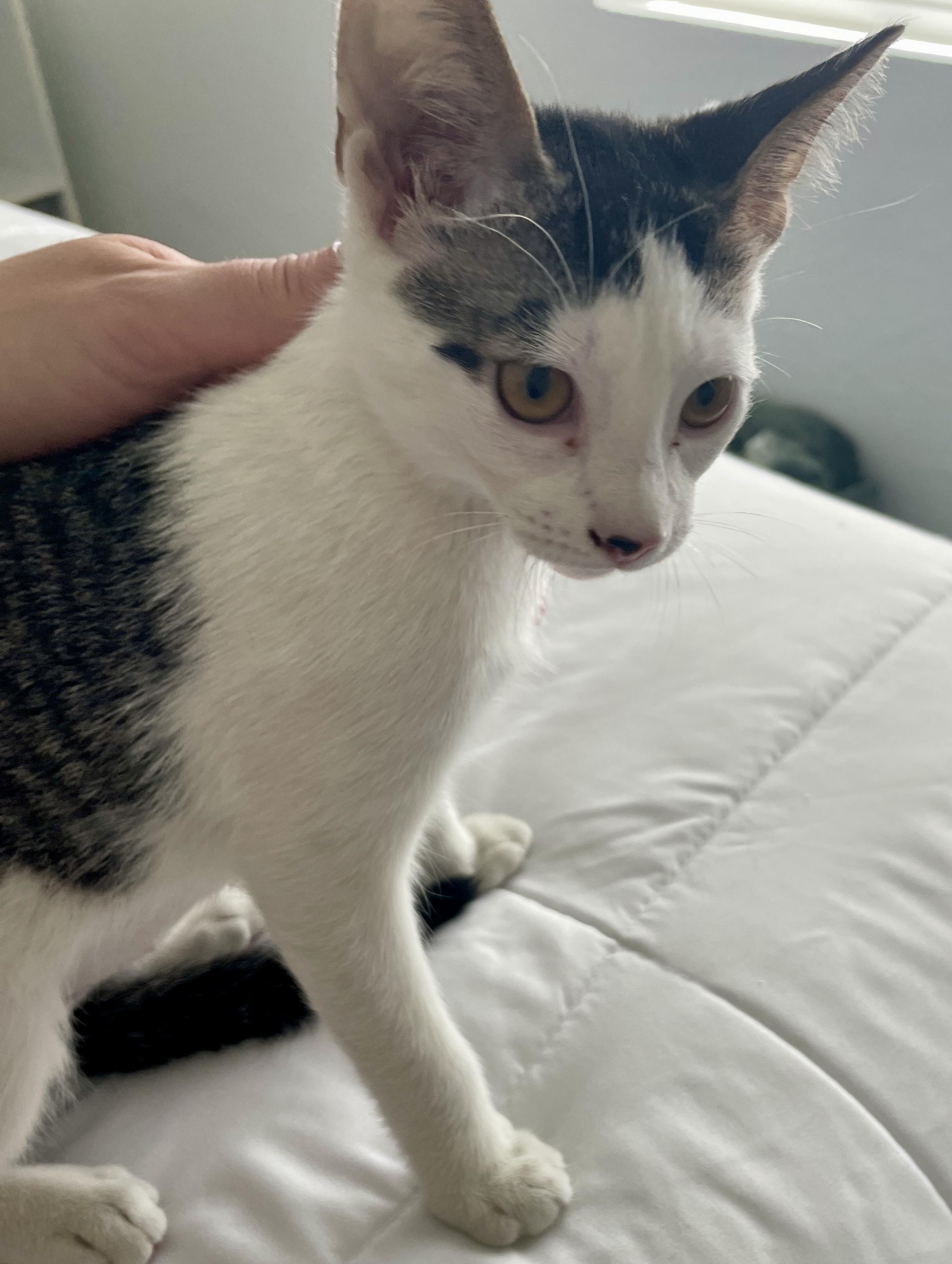 Verona CR, a ADOPTABLE Domestic Short Hair in Schertz, TX image 1/2