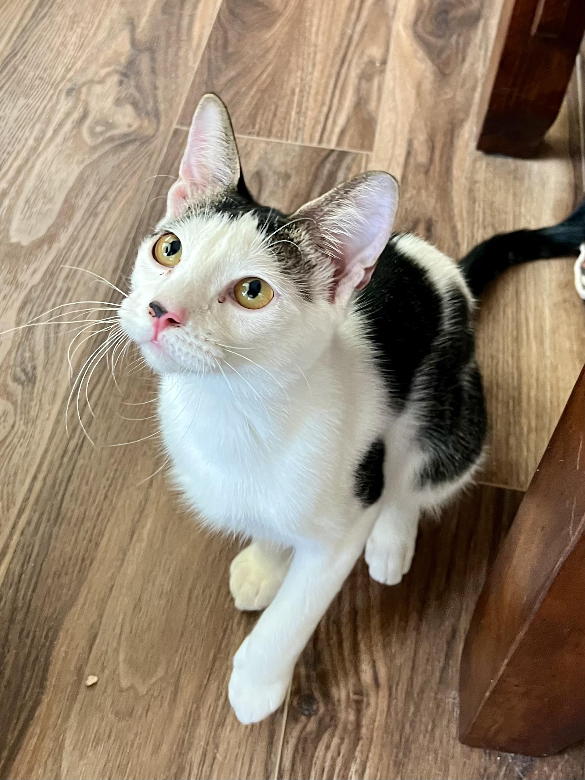 Enlarge Verona CR (bonded with Milano), a ADOPTABLE Domestic Short Hair in Schertz, TX image 1/1