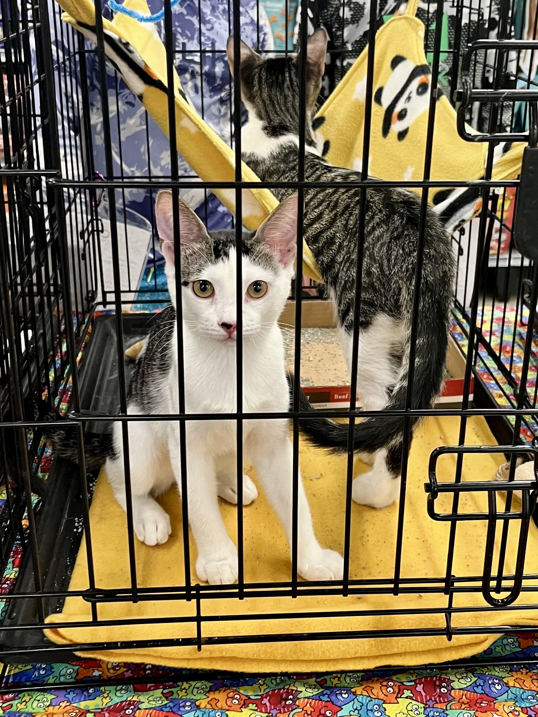 Verona CR, a ADOPTABLE Domestic Short Hair in Schertz, TX image 2/2