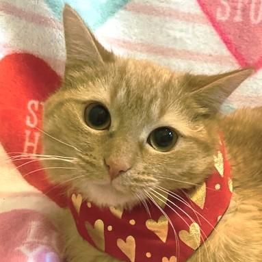 Enlarge REMARKABLE RUSSELL, a Adoptable mixed breed in Danbury, CT image 2/5