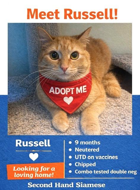 Enlarge REMARKABLE RUSSELL, a Adoptable mixed breed in Danbury, CT image 5/5