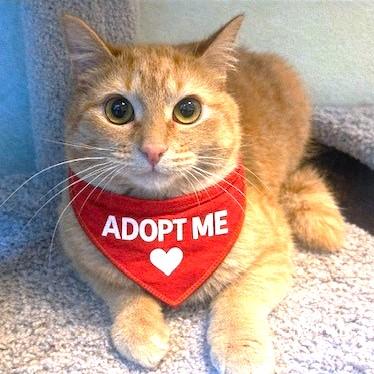 Enlarge REMARKABLE RUSSELL, a Adoptable mixed breed in Danbury, CT image 1/5