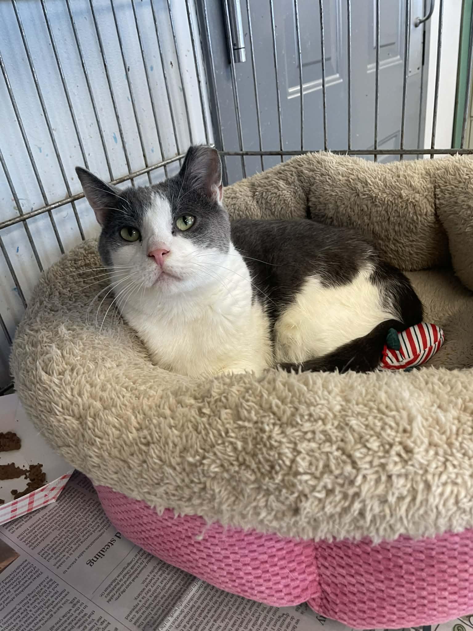 Sushi, ADOPTABLE, Kitten Female Domestic Short Hair.