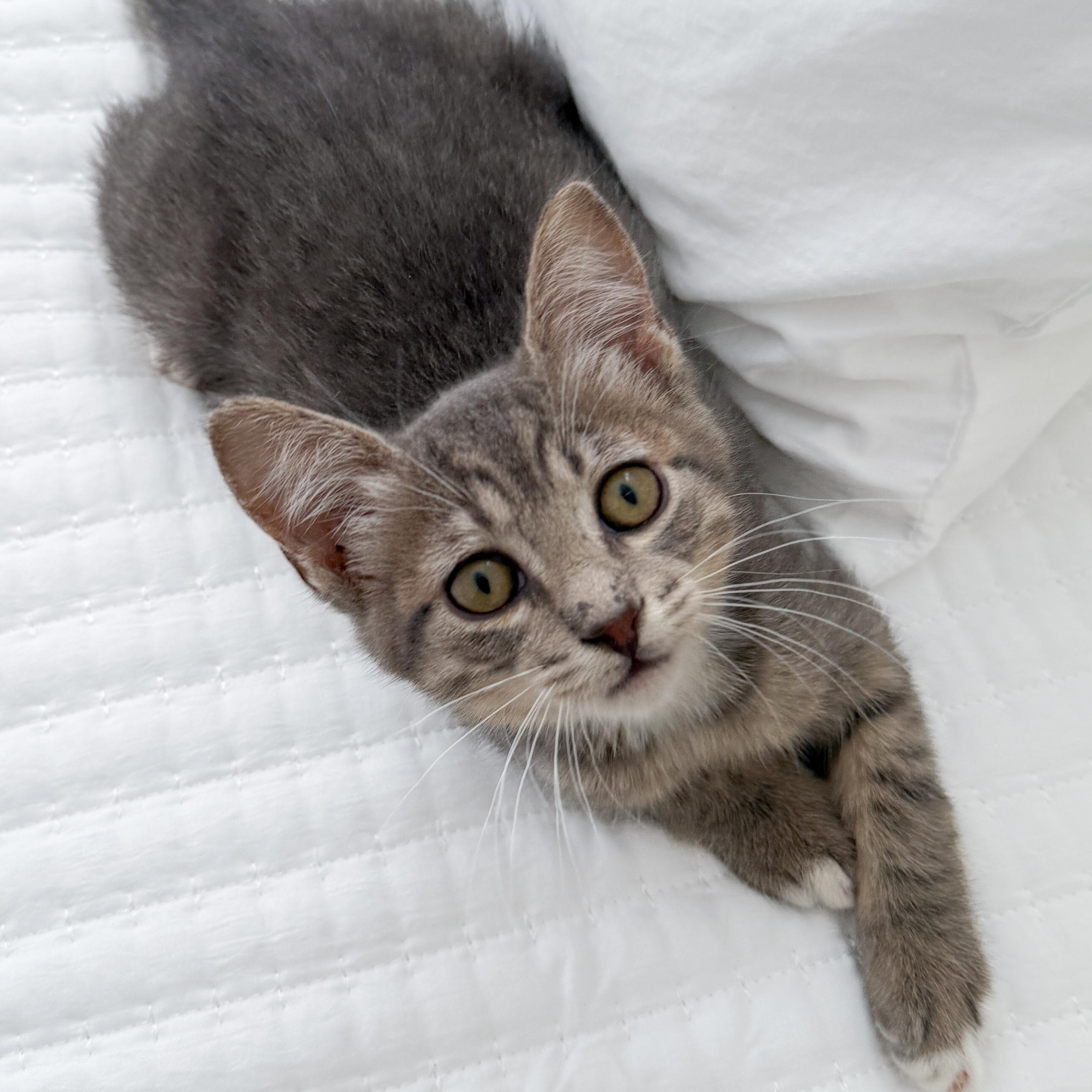 Melvin, Adoptable, Young Male Tabby.