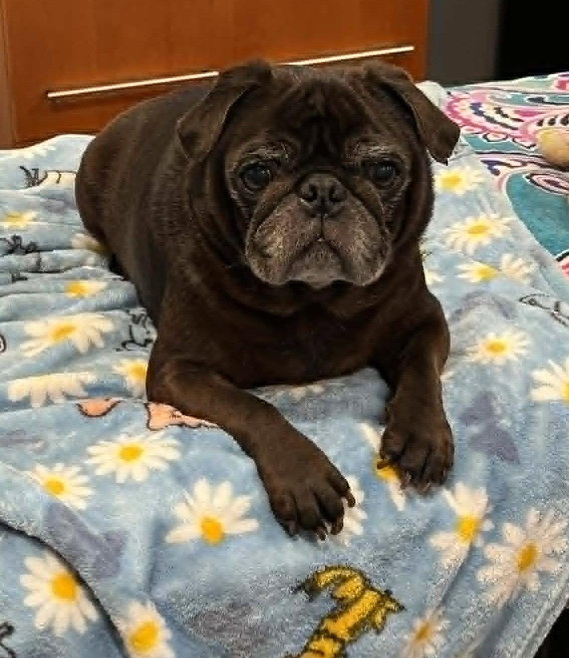 Enlarge Yoda & Jabba (BONDED PAIR), a Adoptable Pug in Pelham, MA image 1/3
