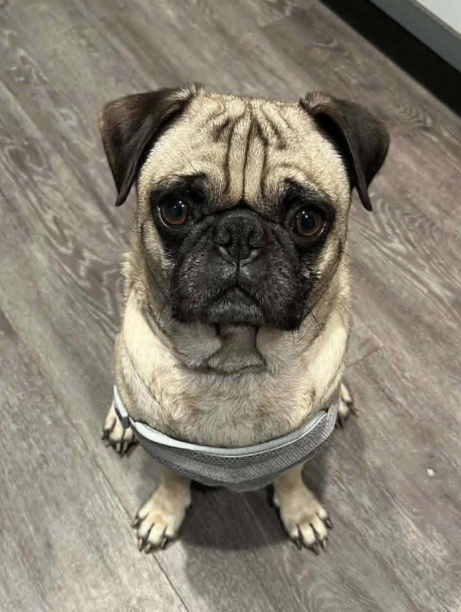 Enlarge Yoda & Jabba (BONDED PAIR), a Adoptable Pug in Pelham, MA image 2/3