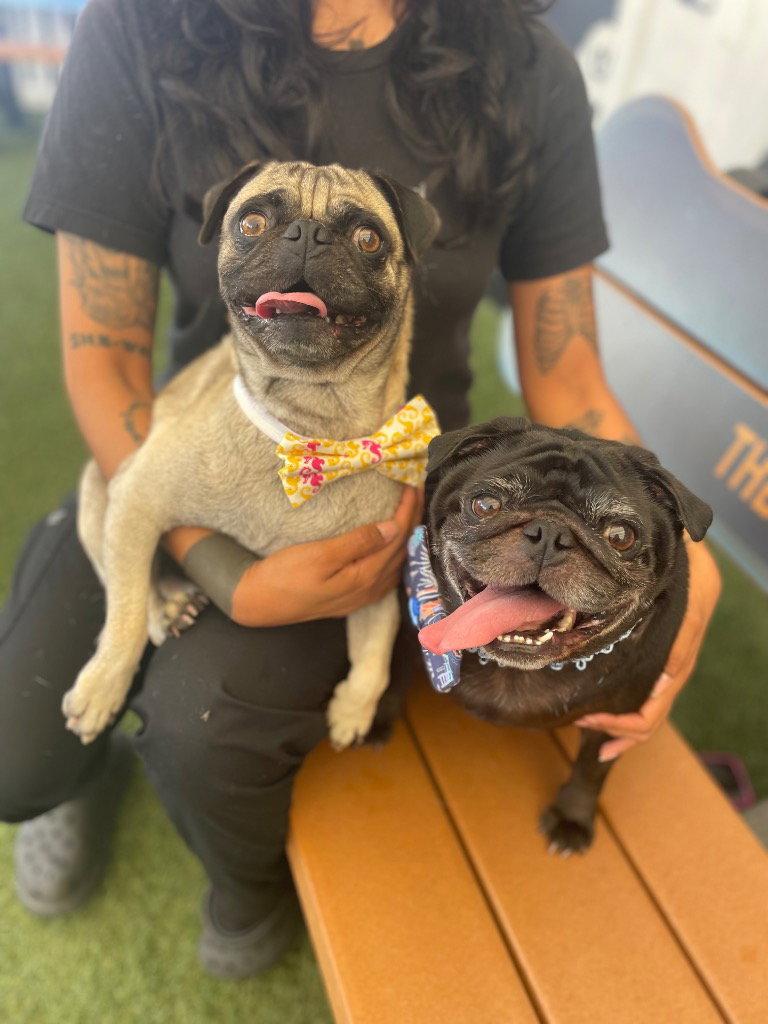 Enlarge Yoda & Jabba (BONDED PAIR), a Adoptable Pug in Pelham, MA image 3/3