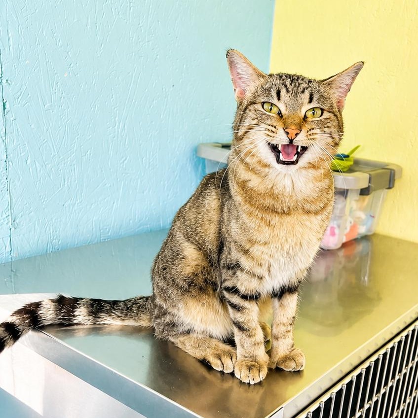 Enlarge Leonardo, a Adoptable Domestic Short Hair in Jamestown, ND image 2/2