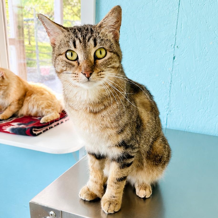 Leonardo, Adoptable, Adult Male Domestic Short Hair.