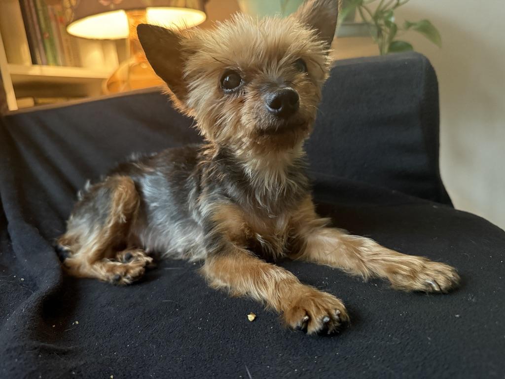 Hadassah: a very special teacup terrier, Adoptable, Adult Female Yorkshire Terrier.