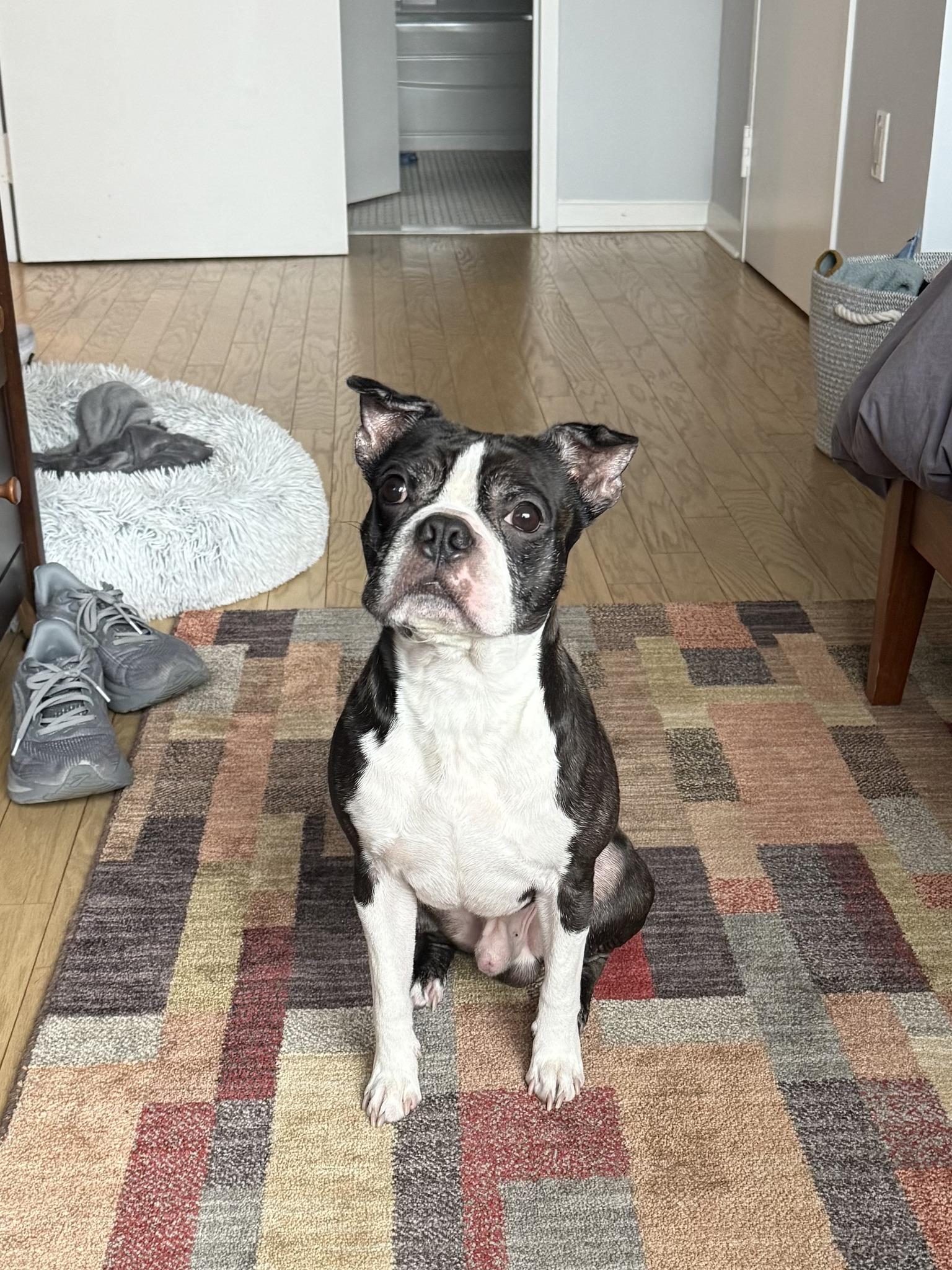 Bruno, an adopted Boston Terrier in New York, NY image 1/4