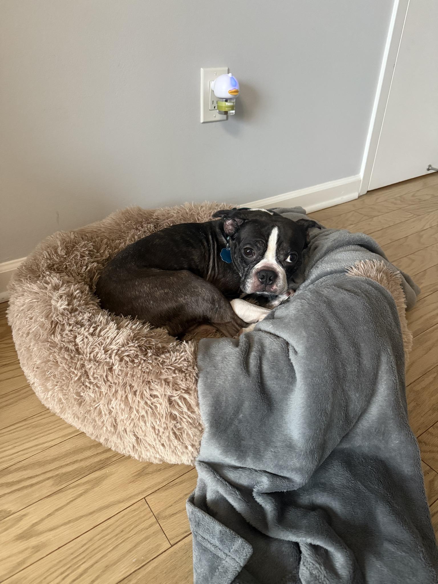 Bruno, an adopted Boston Terrier in New York, NY image 2/4