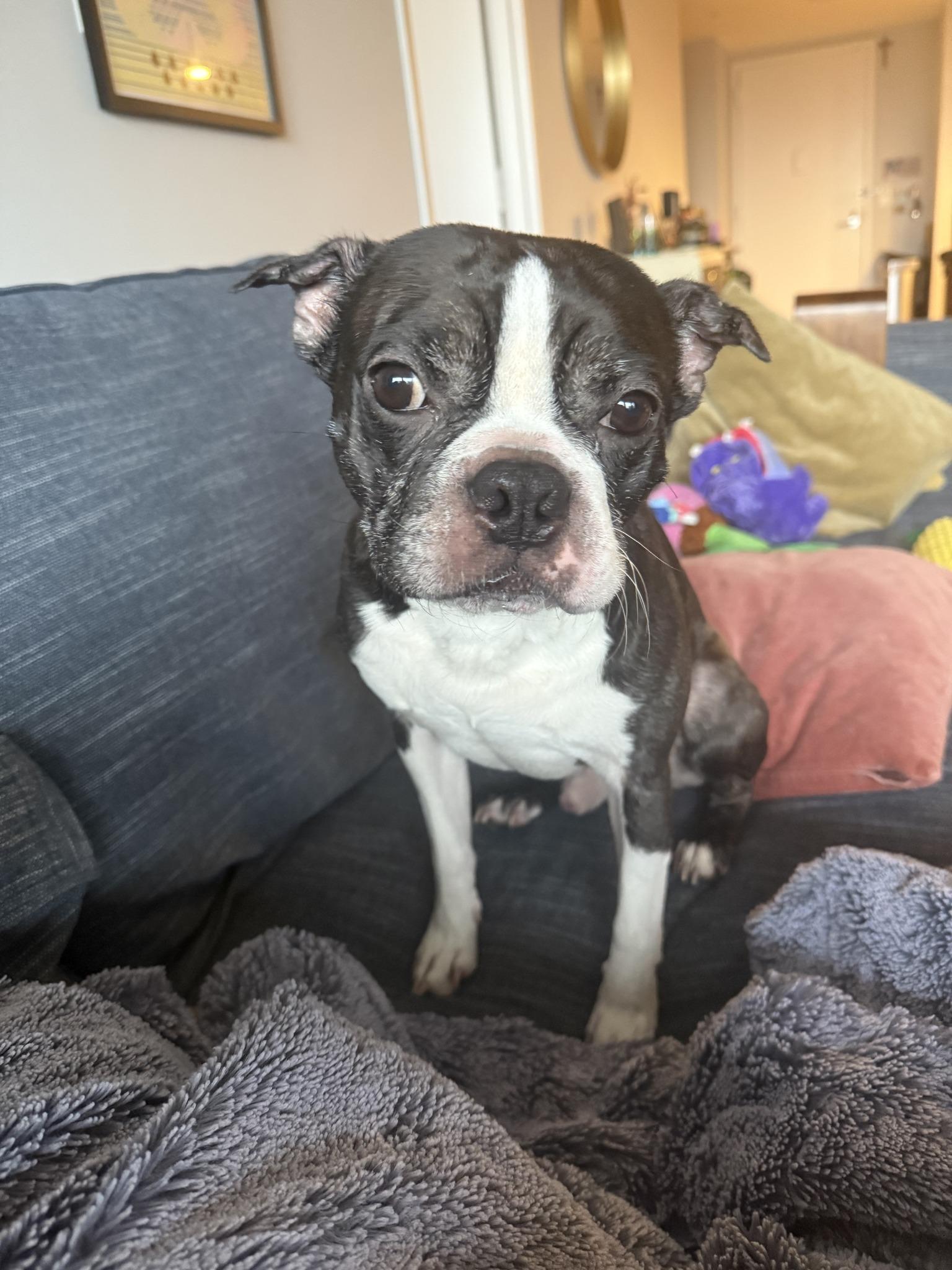 Bruno, an adopted Boston Terrier in New York, NY image 3/4
