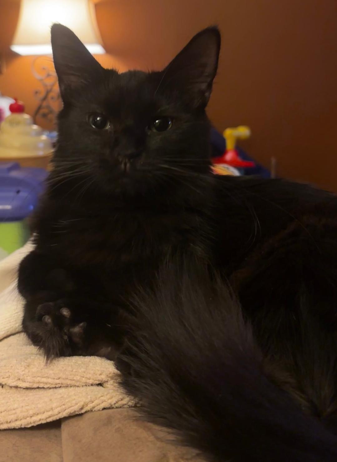 Pipsqueak, an adopted Domestic Short Hair in Mokena, IL image 4/4