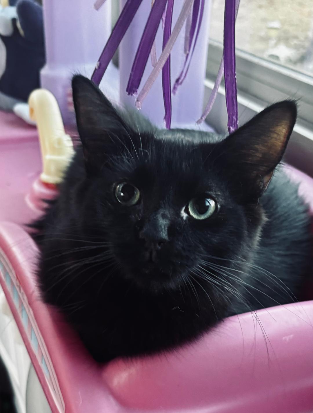 Pipsqueak, an adopted Domestic Short Hair in Mokena, IL image 2/4