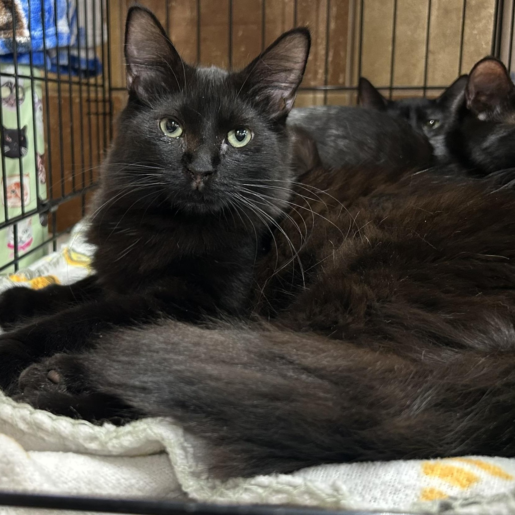 Pipsqueak, an adopted Domestic Short Hair in Mokena, IL image 1/4