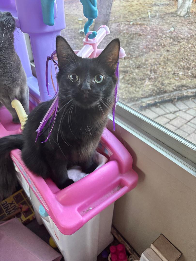 Pipsqueak, an adopted Domestic Short Hair in Mokena, IL image 3/4