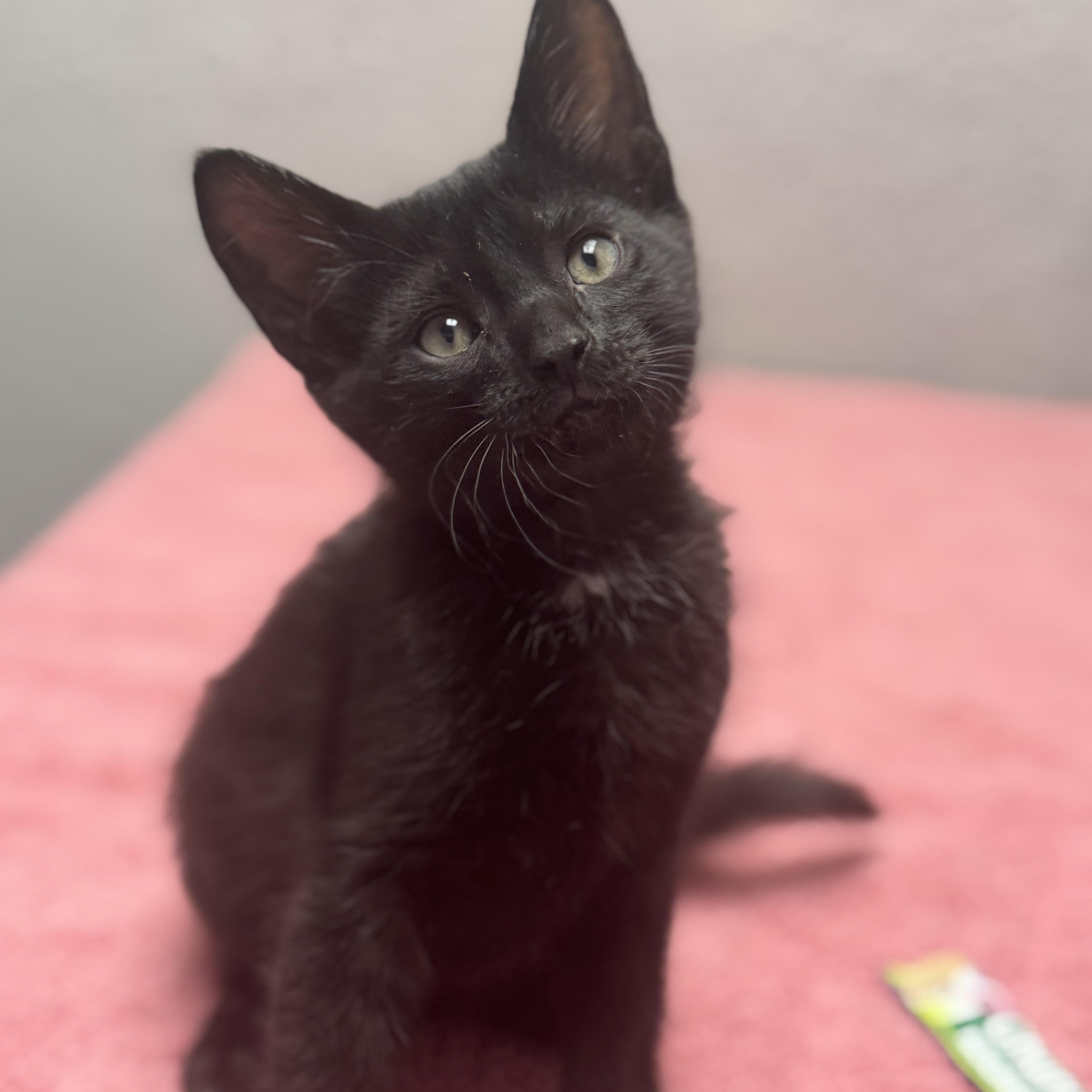 Butter, adopted, Kitten Male Domestic Short Hair.
