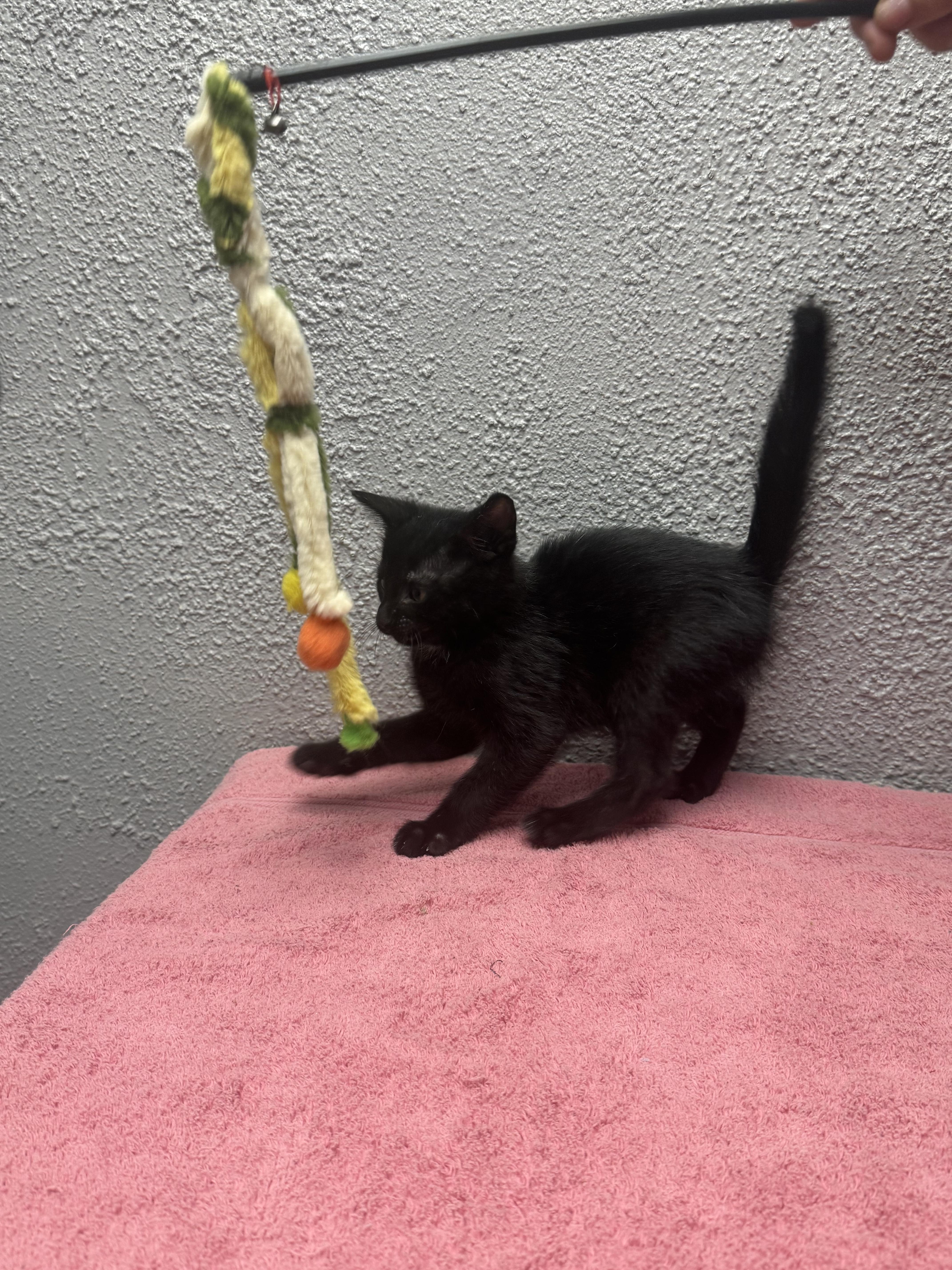 Enlarge Butter, an adopted Domestic Short Hair in Walker, MI image 5/5