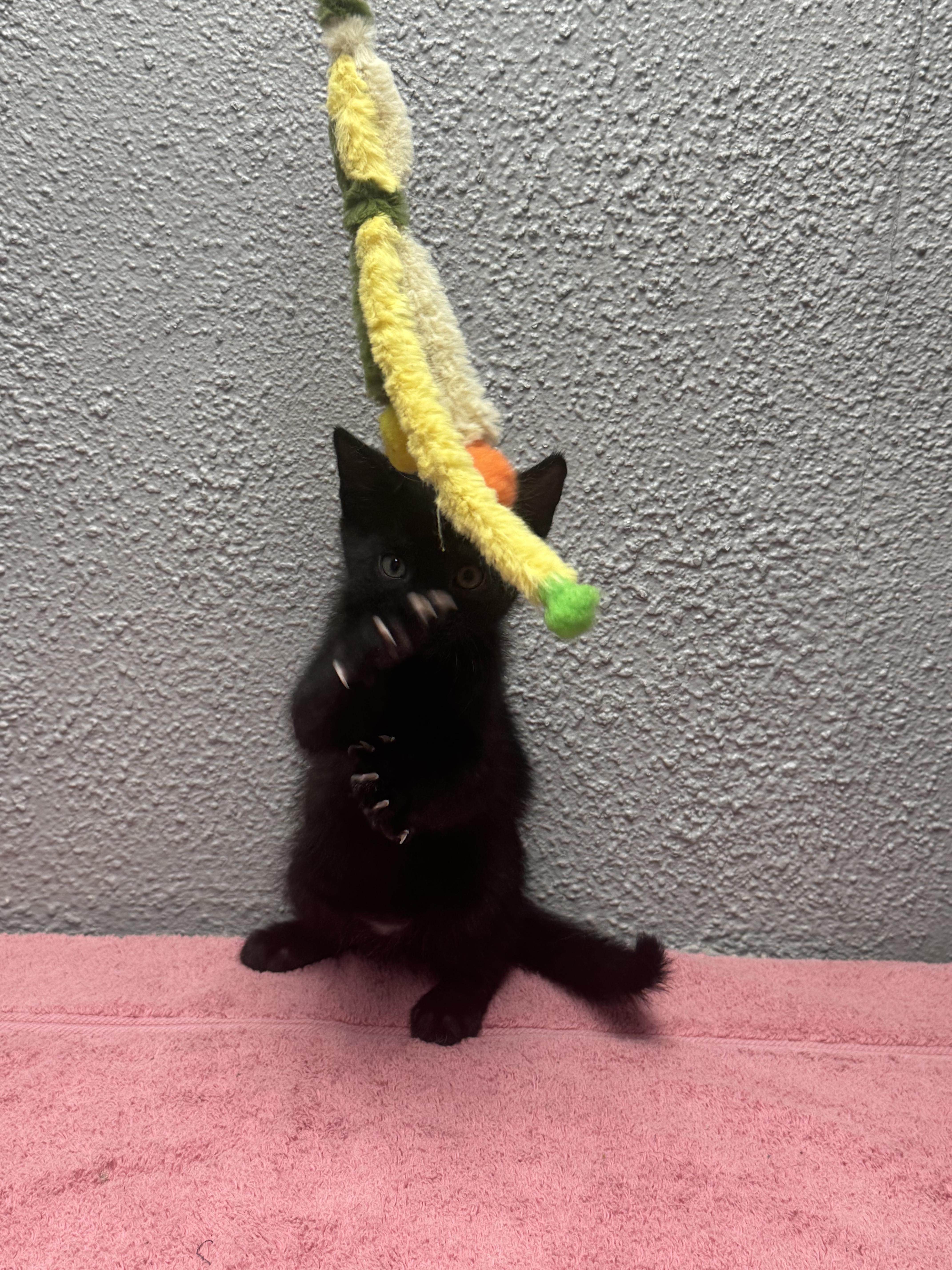 Enlarge Butter, an adopted Domestic Short Hair in Walker, MI image 2/5