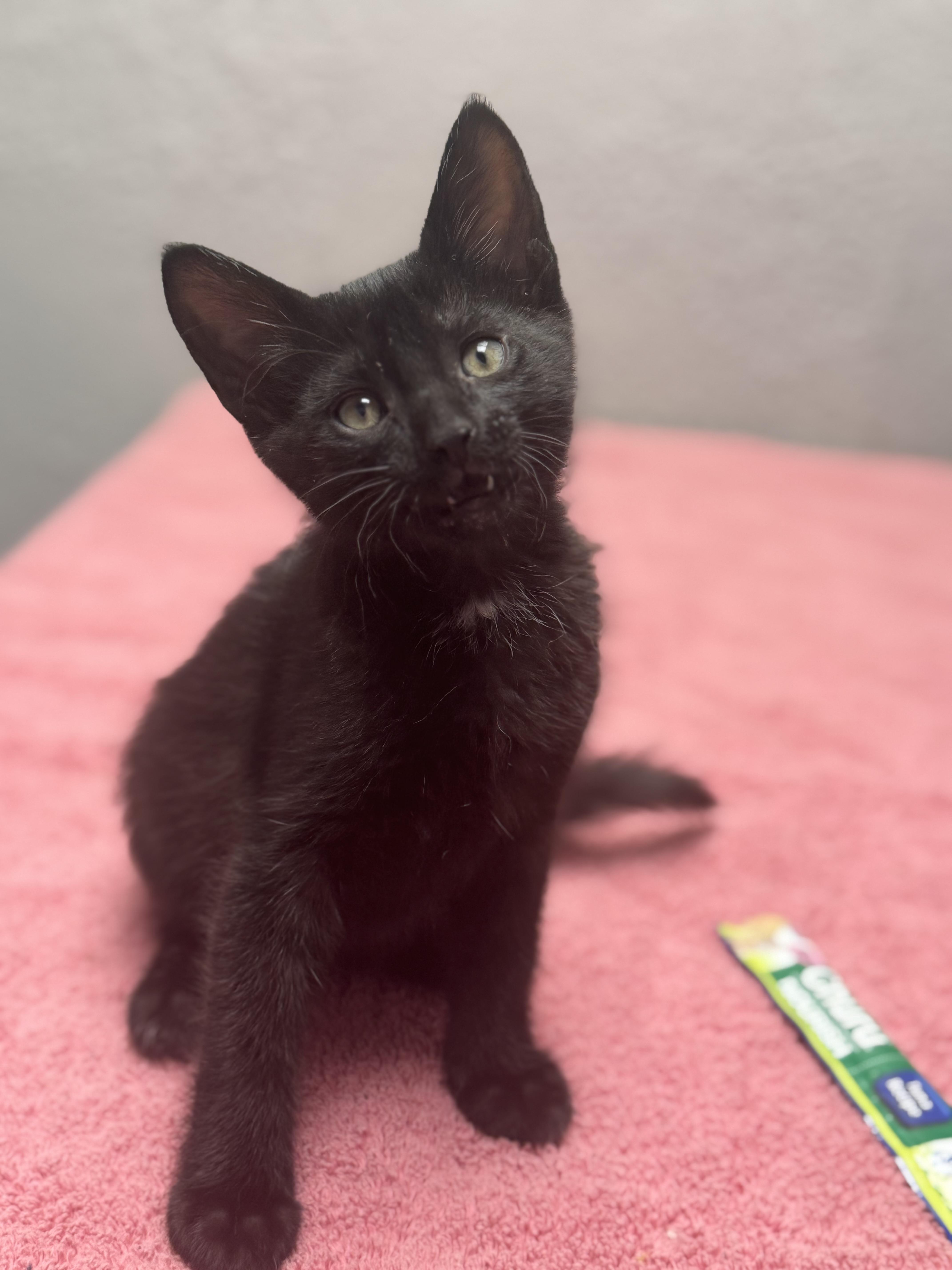 Enlarge Butter, an adopted Domestic Short Hair in Walker, MI image 3/5