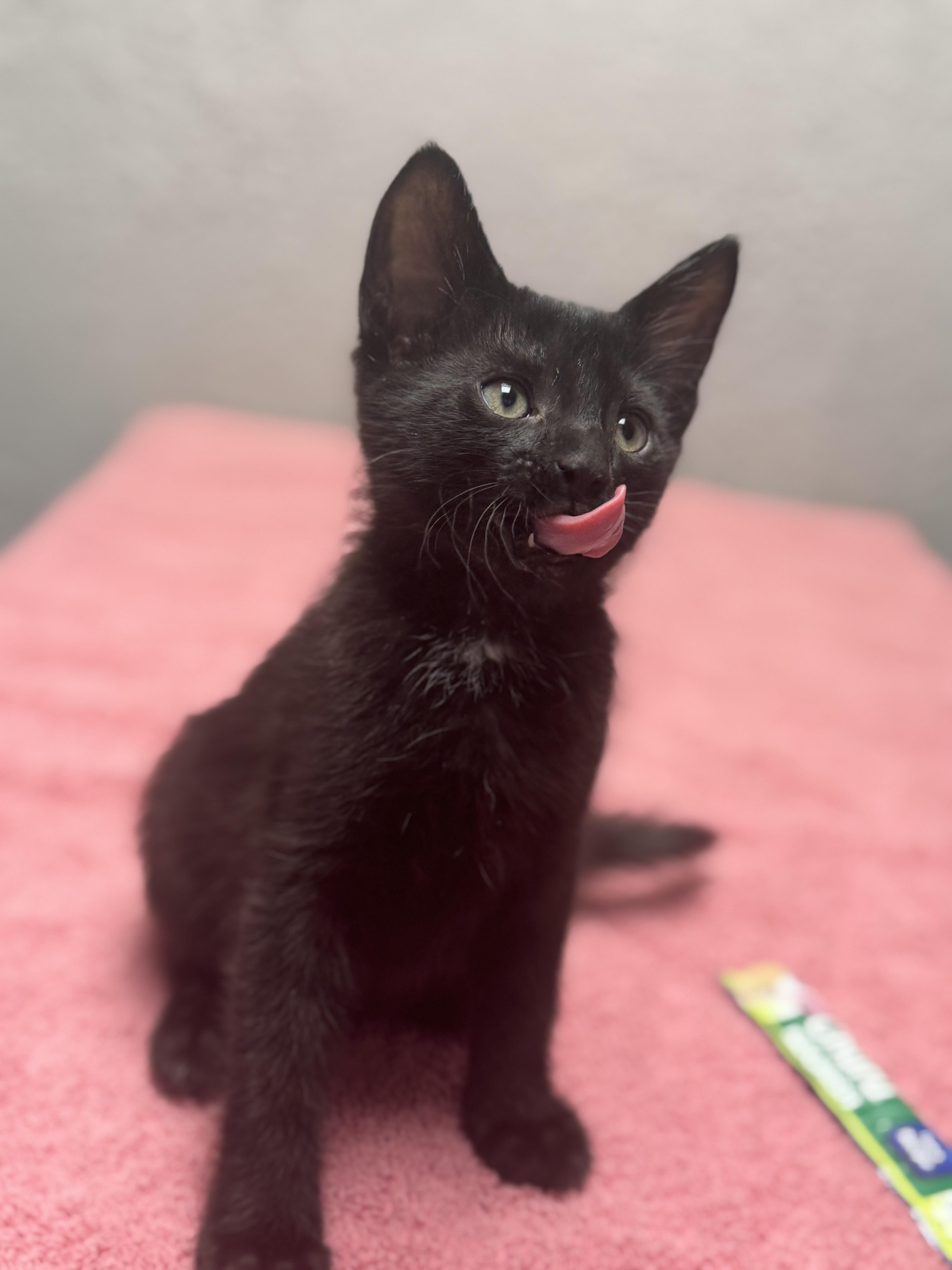 Enlarge Butter, an adopted Domestic Short Hair in Walker, MI image 4/5