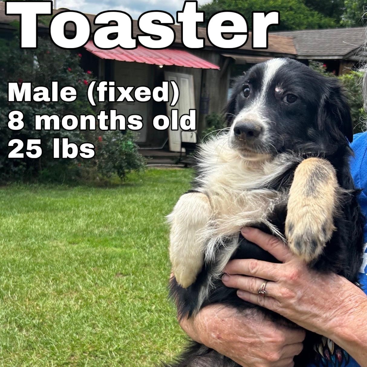 Toaster, adopted, Puppy Male Australian Shepherd.