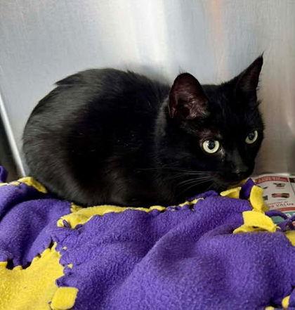 Enlarge Iris, a Adoptable Domestic Short Hair in Sullivan, IN image 1/2