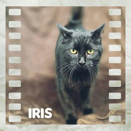Enlarge Iris, a Adoptable Domestic Short Hair in Sullivan, IN image 2/2