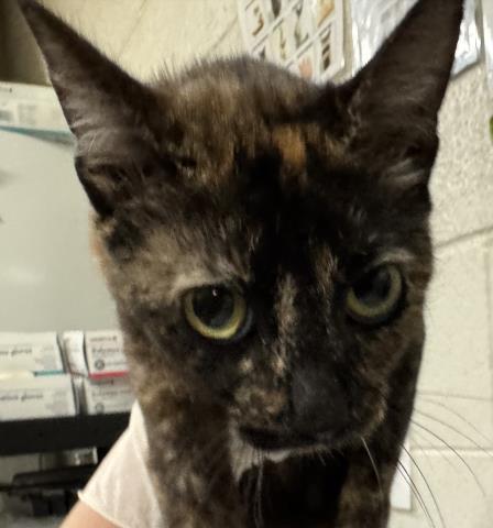 Enlarge WICKET, a Adoptable Domestic Short Hair in Pensacola, FL image 1/1