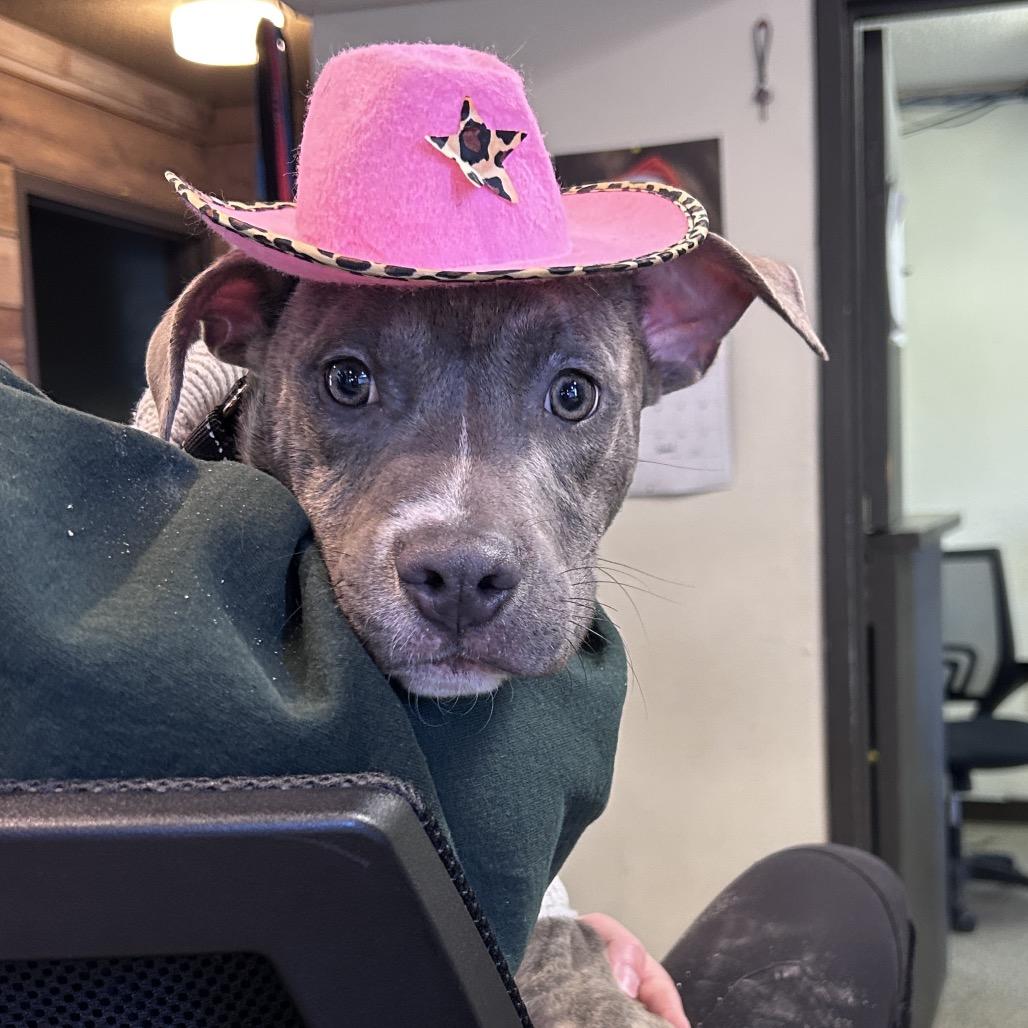 Jason, Adoptable, Young Male Pit Bull Terrier.