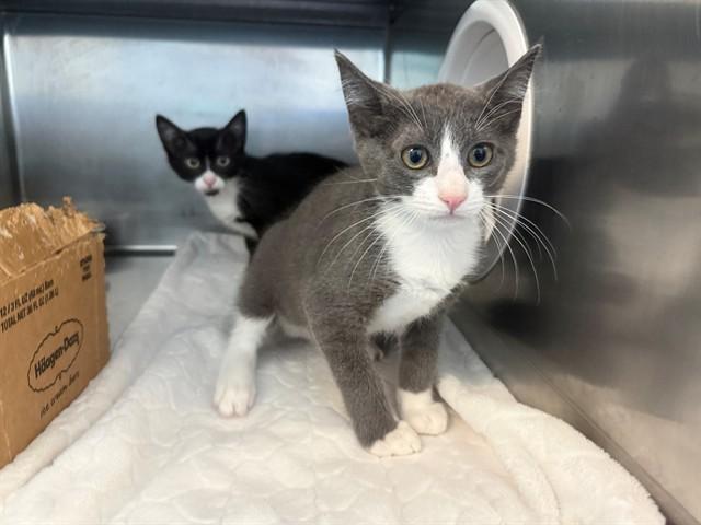 LOUIE, Adoptable, Kitten Male Domestic Long Hair.