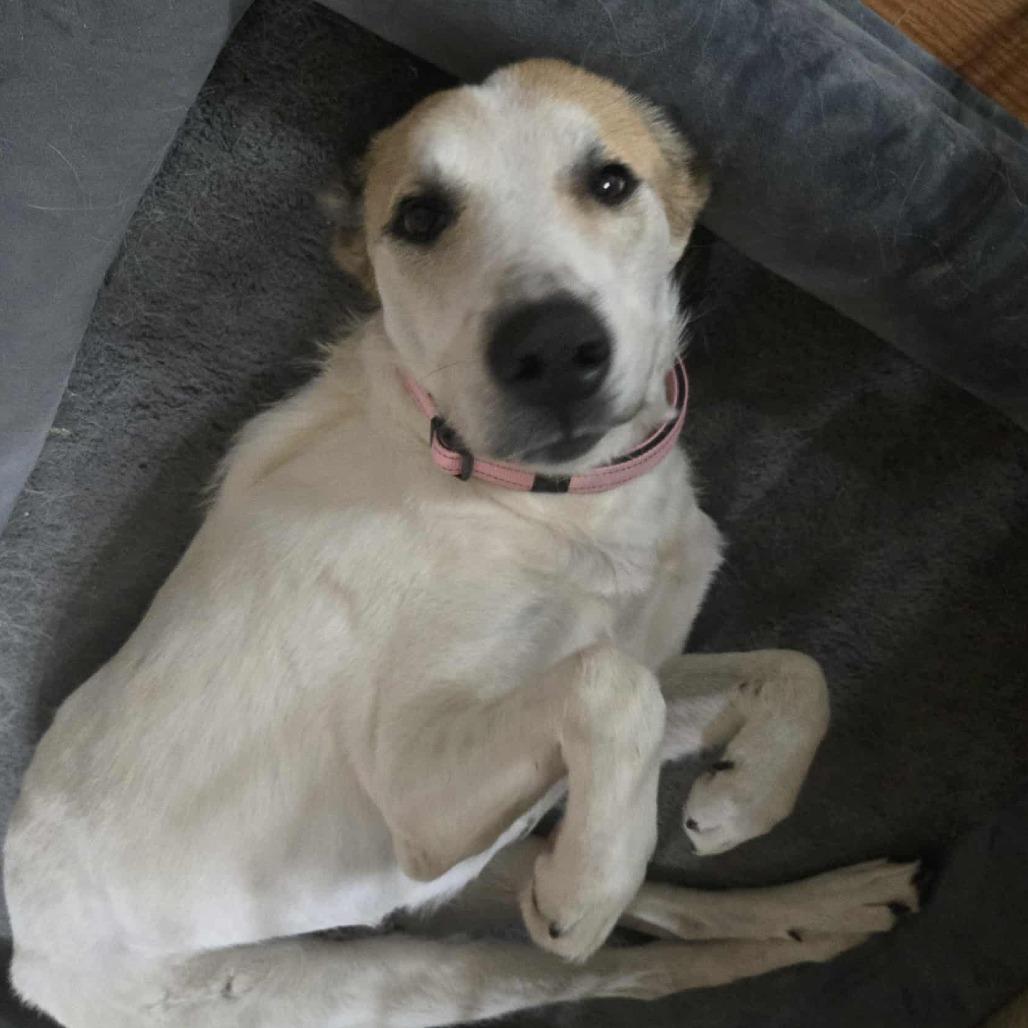 Enlarge Winnie, a Adoptable mixed breed in Abilene, TX image 1/6