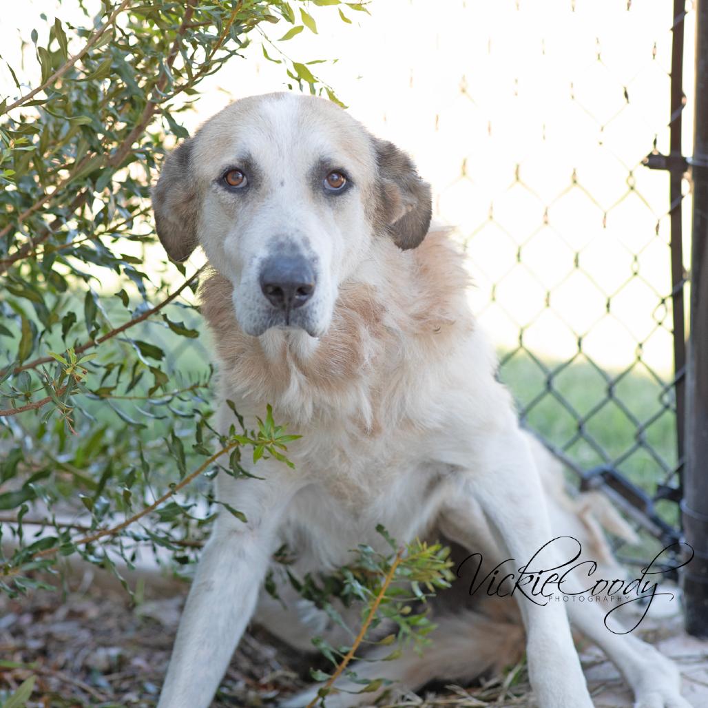 Enlarge Winnie, a Adoptable mixed breed in Abilene, TX image 2/6