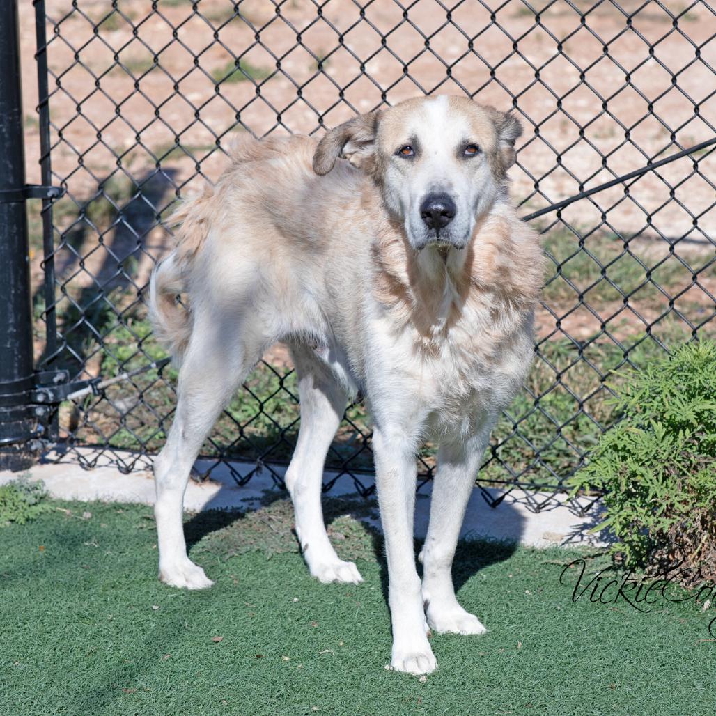Enlarge Winnie, a Adoptable mixed breed in Abilene, TX image 3/6