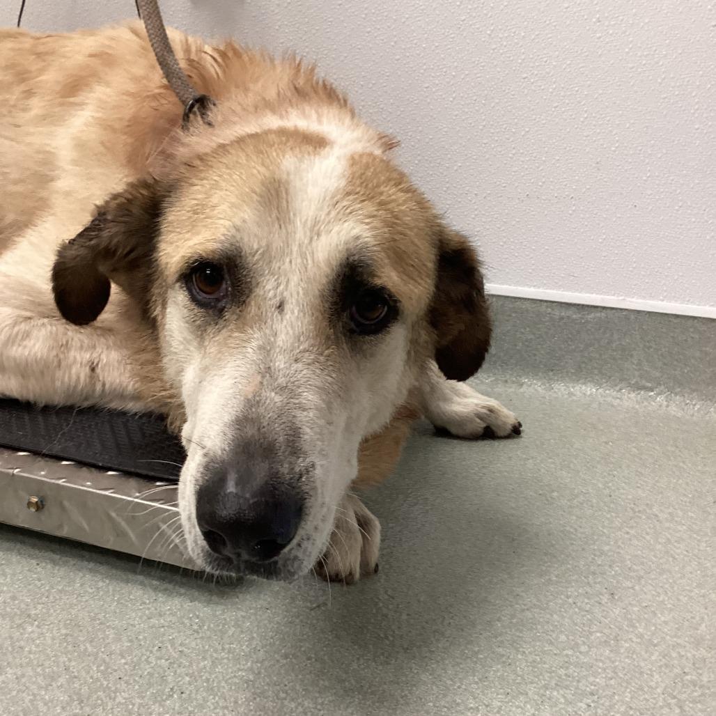 Enlarge Winnie, a Adoptable mixed breed in Abilene, TX image 4/6