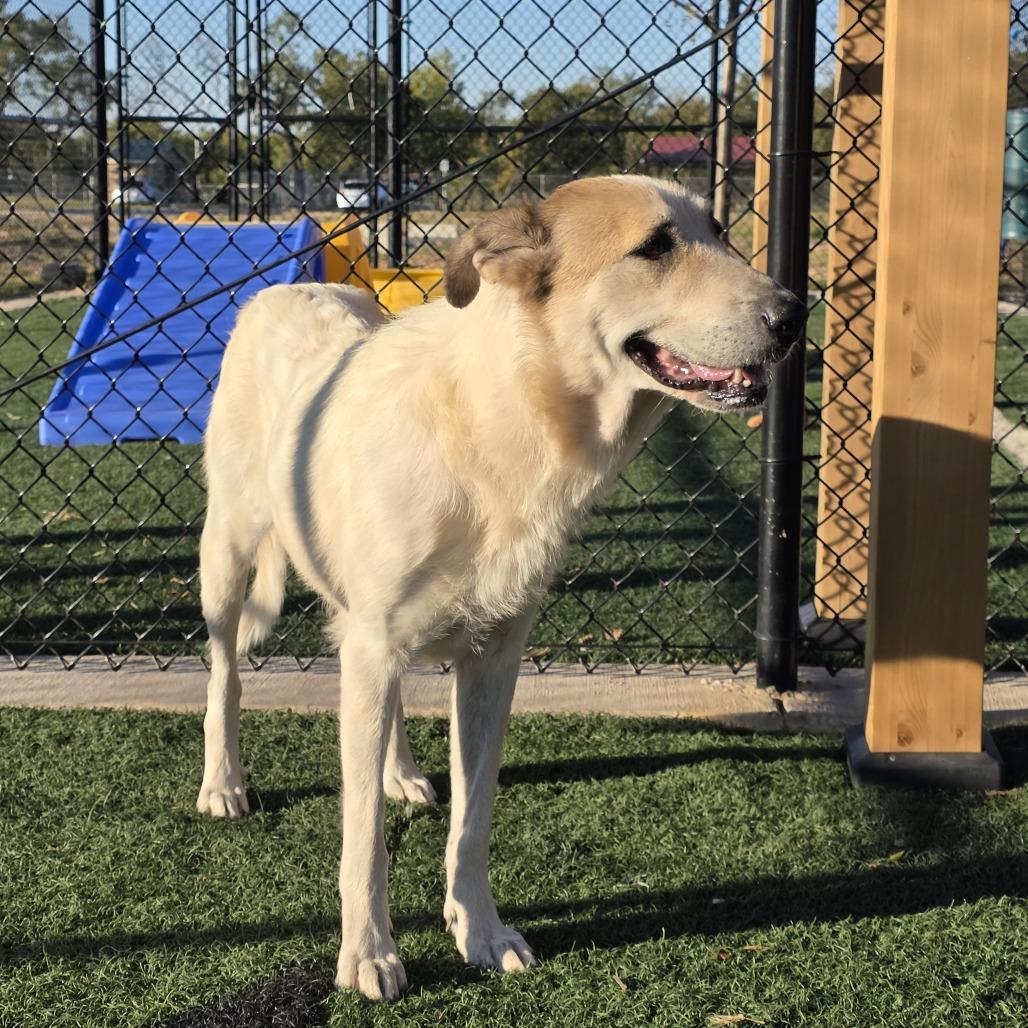 Enlarge Winnie, a Adoptable mixed breed in Abilene, TX image 5/6