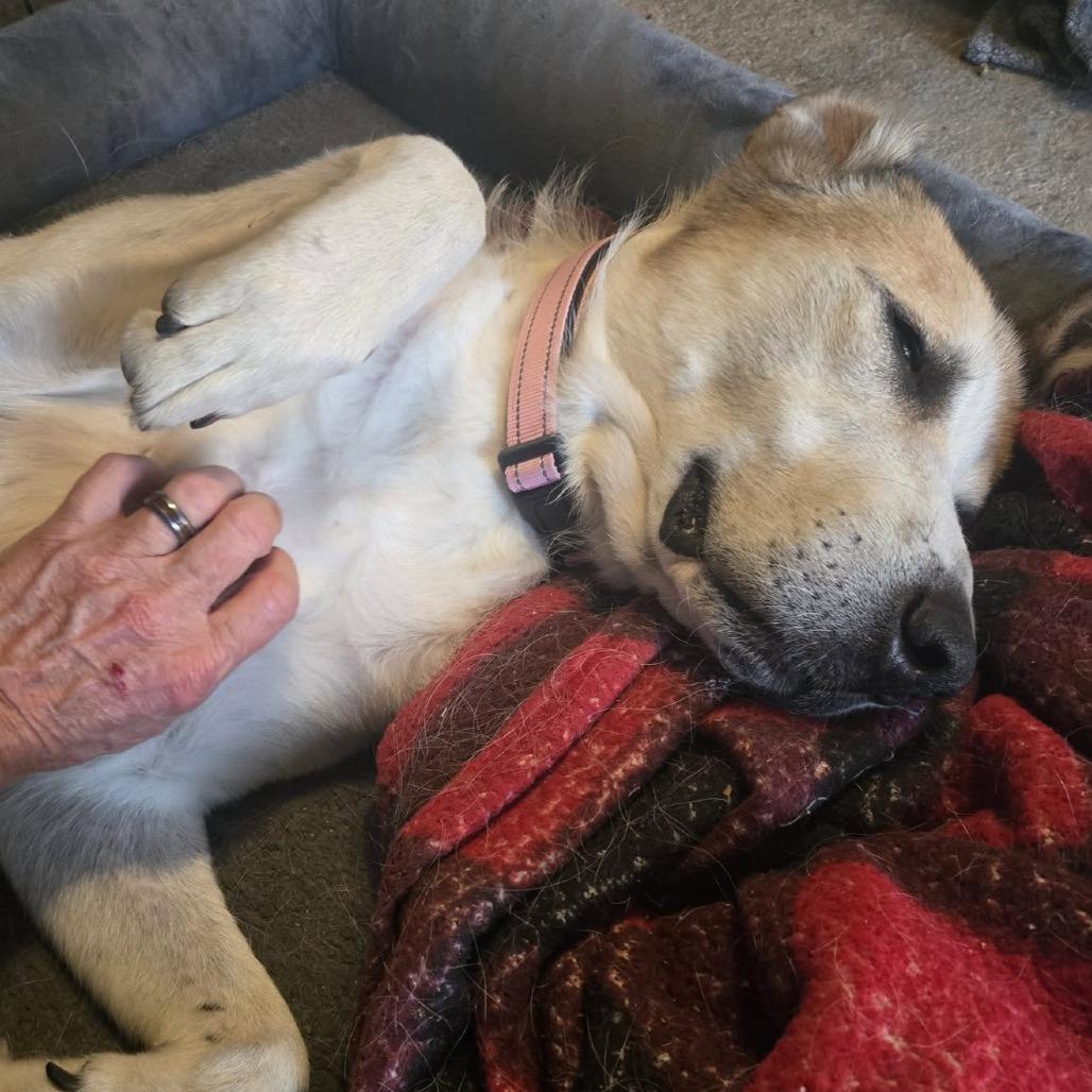 Enlarge Winnie, a Adoptable mixed breed in Abilene, TX image 6/6