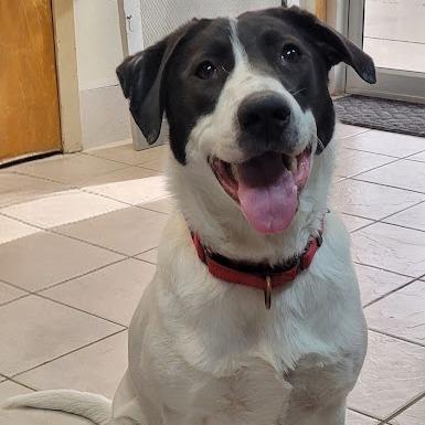 Dale, Adoptable, Young Male Australian Cattle Dog / Blue Heeler & Labrador Retriever.