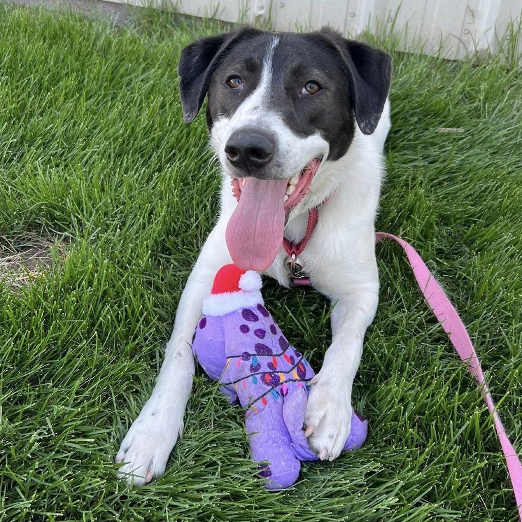 Enlarge Dale, a Adoptable mixed breed in Grand Island, NE image 2/2
