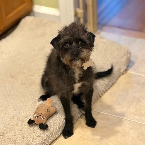 Enlarge CAMEO, an adopted mixed breed in norwalk, CT image 5/6