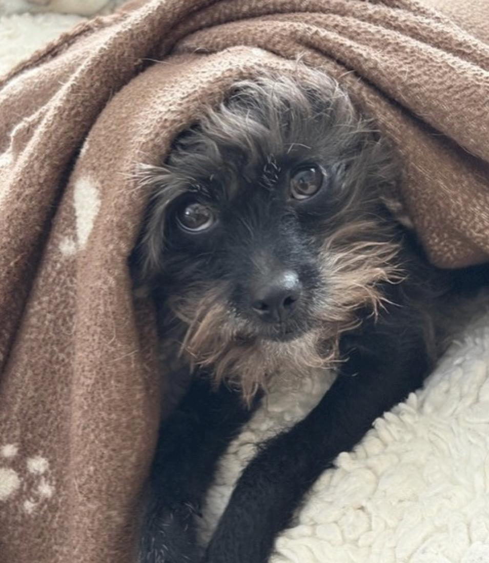 CAMEO, adopted, Young Female Poodle & Shih Tzu.