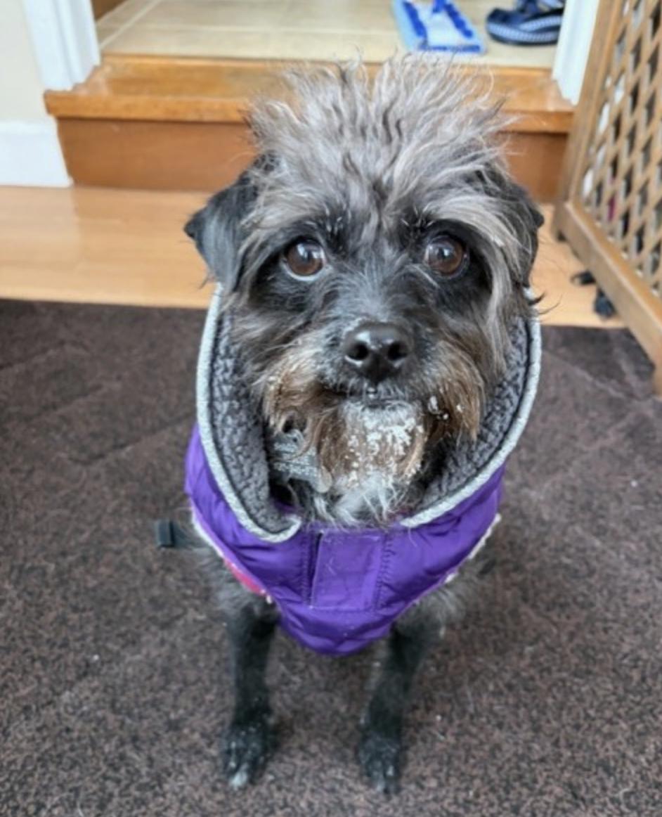 Enlarge CAMEO, an adopted mixed breed in norwalk, CT image 3/6