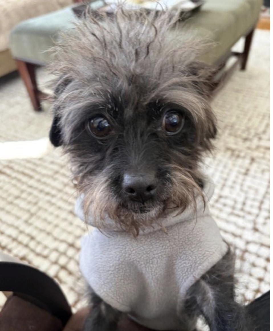 Enlarge CAMEO, an adopted mixed breed in norwalk, CT image 4/6