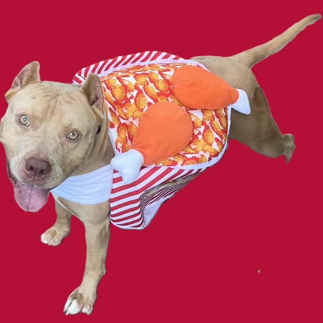 Bohdi, Adoptable, Adult Male Staffordshire Bull Terrier.