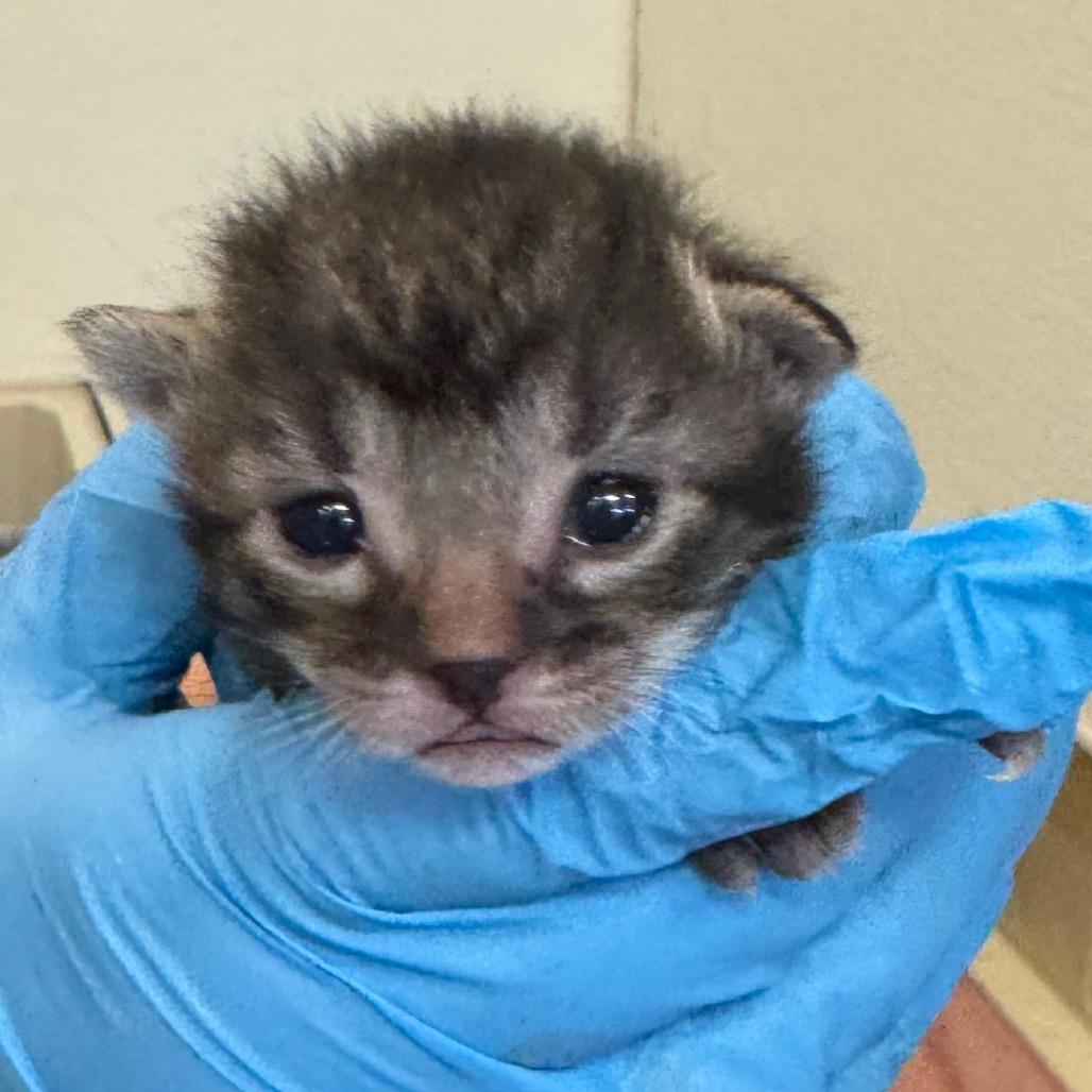 Carolina, Adoptable, Kitten Female Domestic Short Hair.