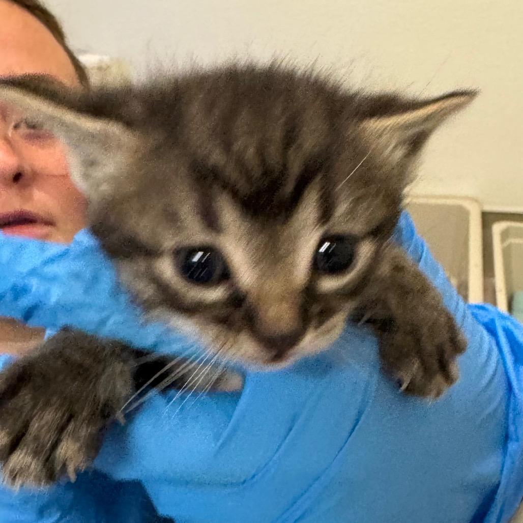 Enlarge Carolina, a Adoptable Domestic Short Hair in International Falls, MN image 2/3